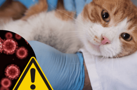 Ważna informacja Wojewódzkiego Lekarza Weterynarii dotycząca choroby kotów