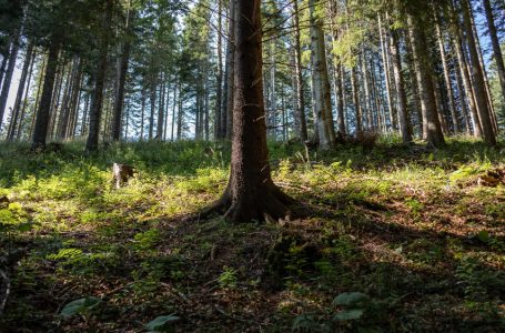 Ogłoszenie o nabywaniu przez Państwowe Gospodarstwo Leśne gruntów leśnych i przeznaczonych do zalesienia